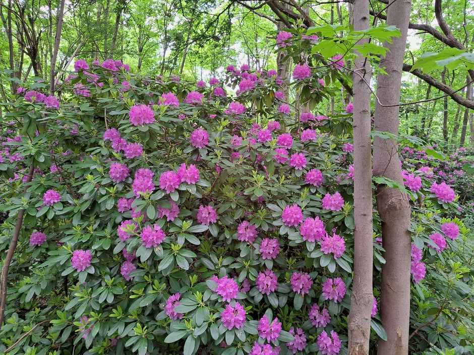 Prachtig bloeiende rododendrons 