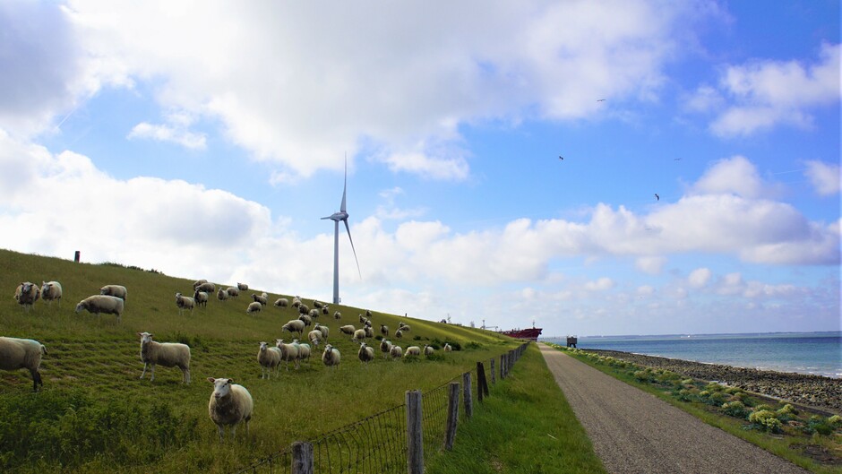 zon blauw wolken 16 gr met schapen aan de zeedijk 