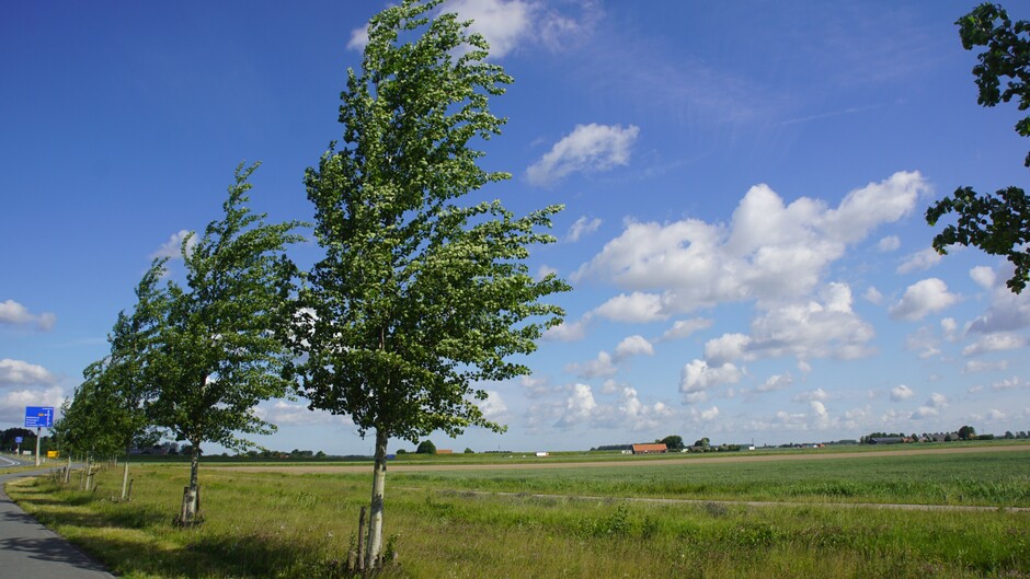 zon blauw wolken stevige wind 17 gr zie bomen