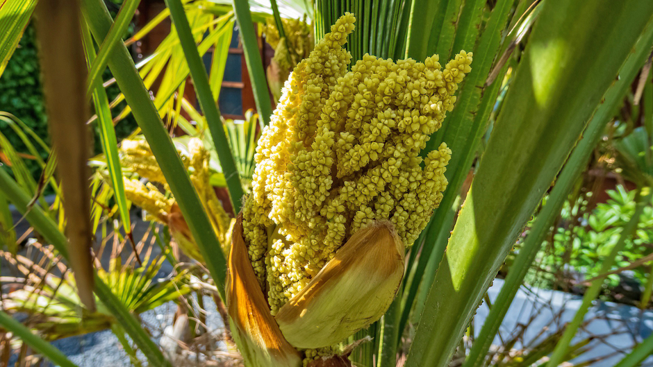 Palm in bloei