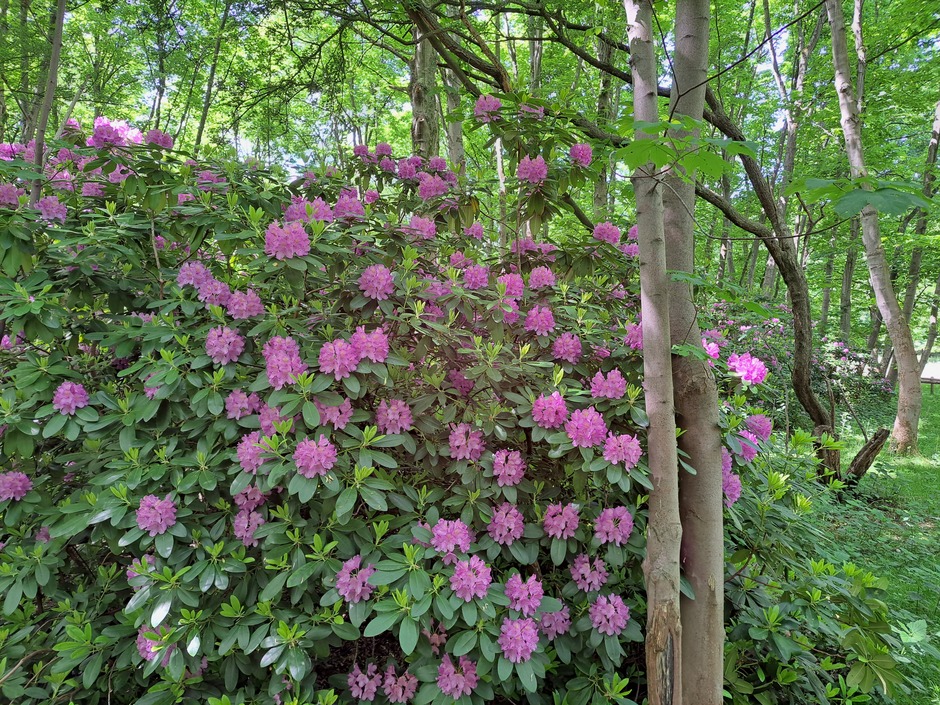 Bloeiende rododendrons 