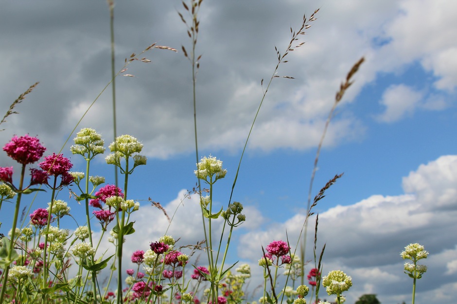 Wolkenlucht,  geregeld zon en bloemen aan de Waal