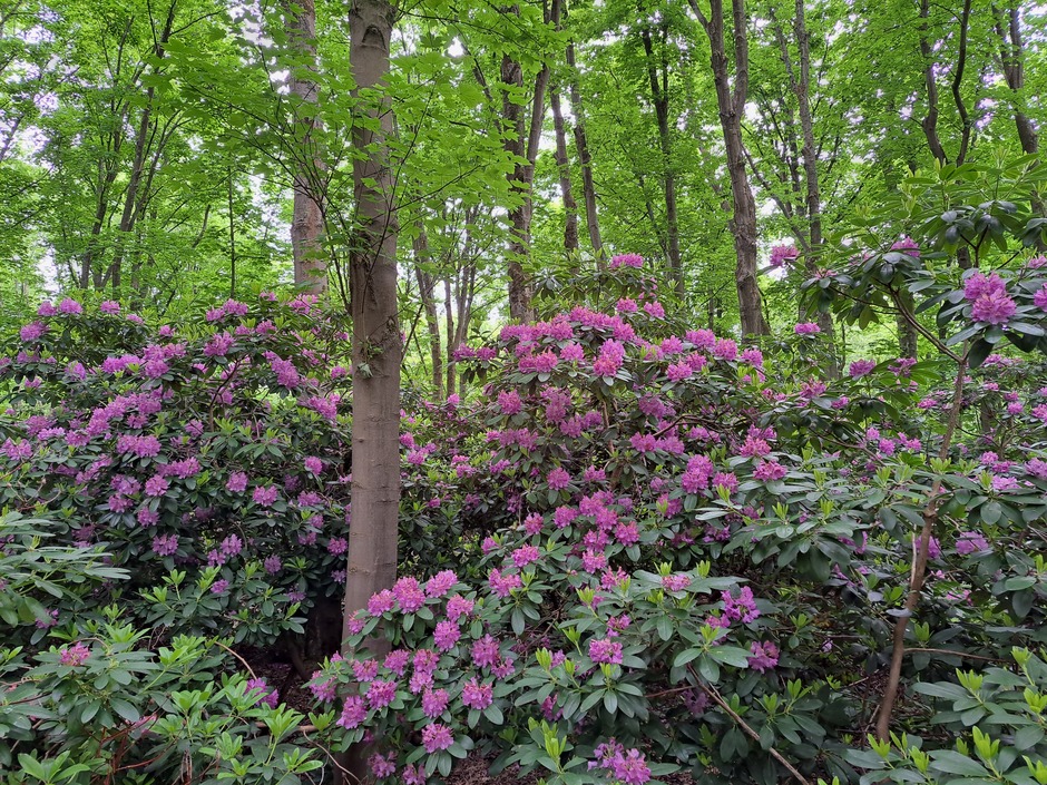 Bloeiende rododendrons 