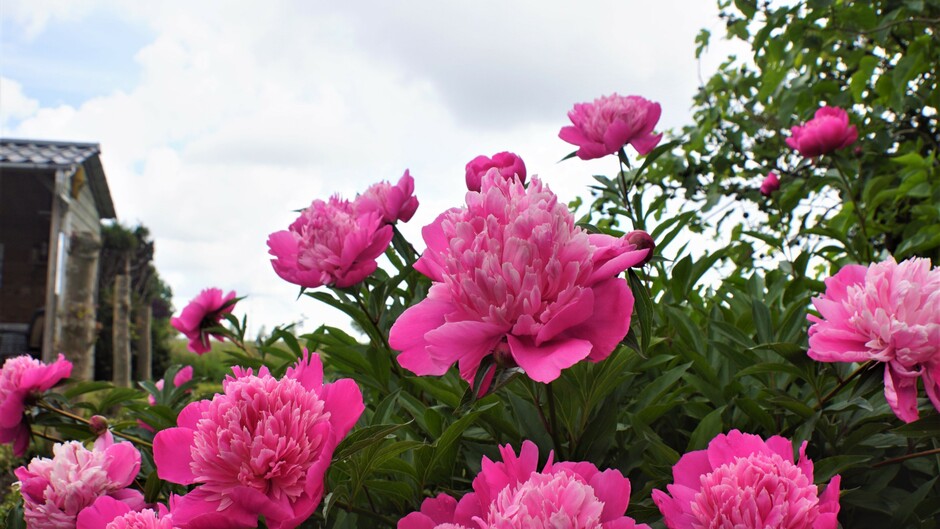 pioen rozen in volle bloei 14 gr zon blauw wolken