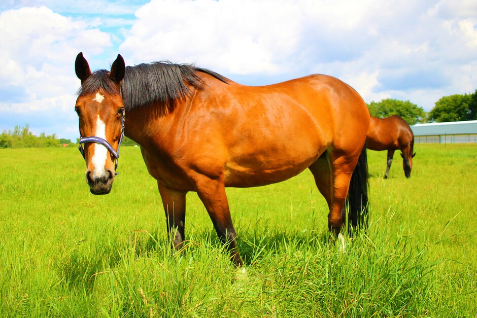 Robin Wagenvoort - Paarden genieten van mooi weer in Hunsel