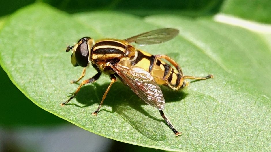 Hoornaarzweefvlieg in het zonnetje