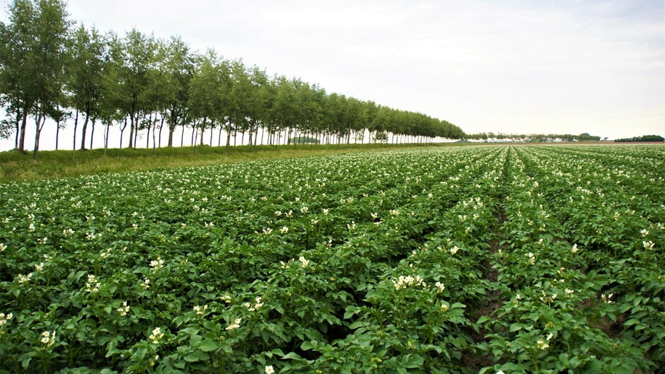 bewolkt opklaringen 15 gr aardappelveld in bloei