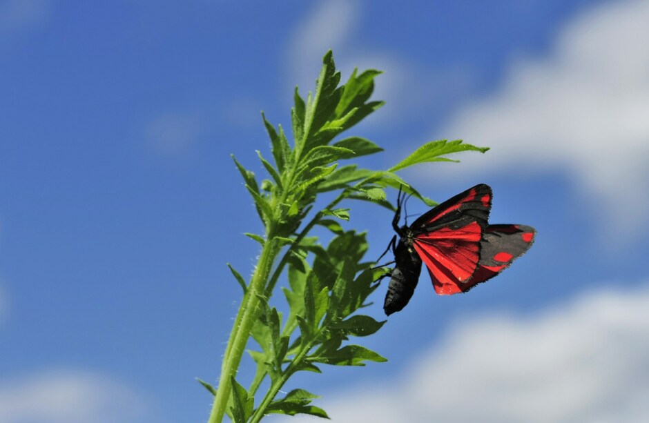 St.Jacobs-vlinder in de wind
