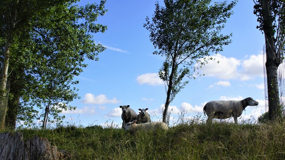 schapen op de dijk matige wind 17 gr zon blauwe lucht