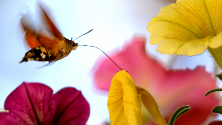 Kolibrievlinder gespot in Kennemerland