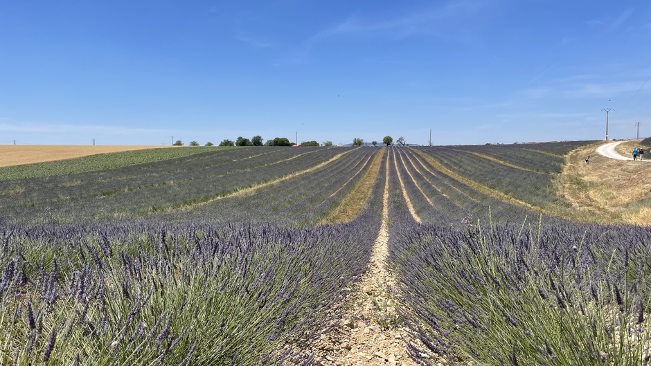 De lavendel komt op in Frankrijk 