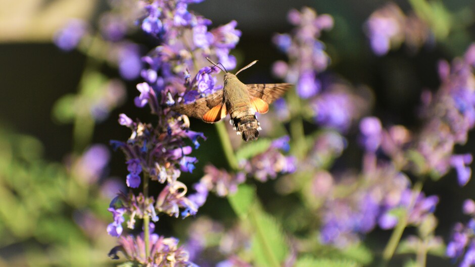 Zojuist in de tuin, bezoek van een mooie kolibrievlinder