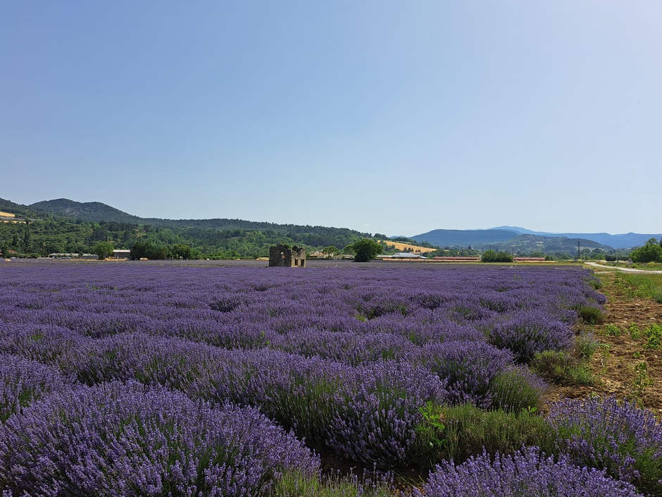Prachtige lavendelvelden in Frankrijk 