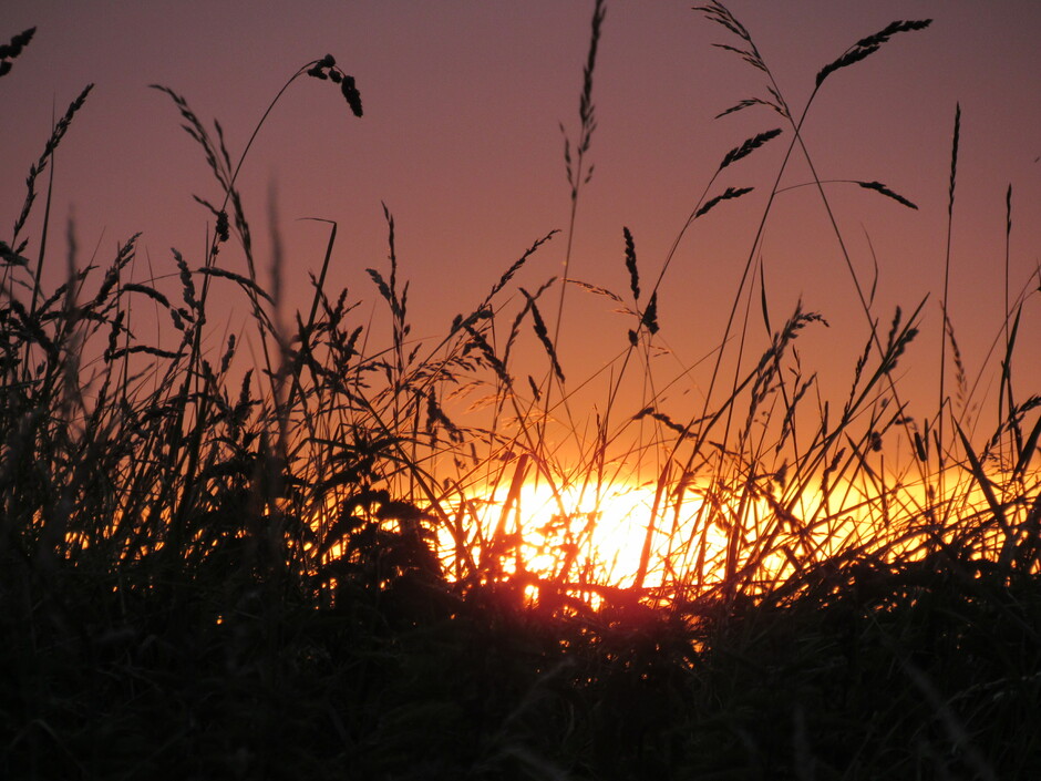 Bewolkte zonsopkomst achter de bloeiende grassen, met een spatje regen