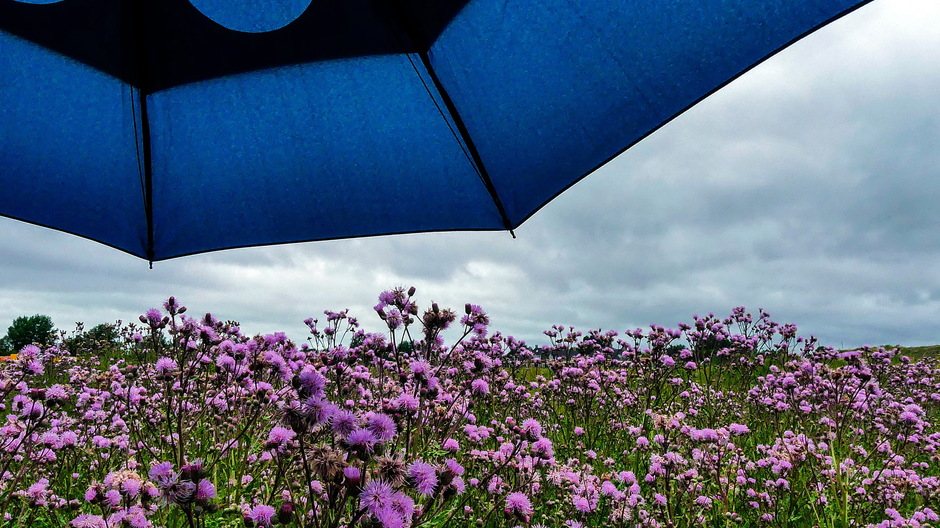 Van Parasol naar Paraplu