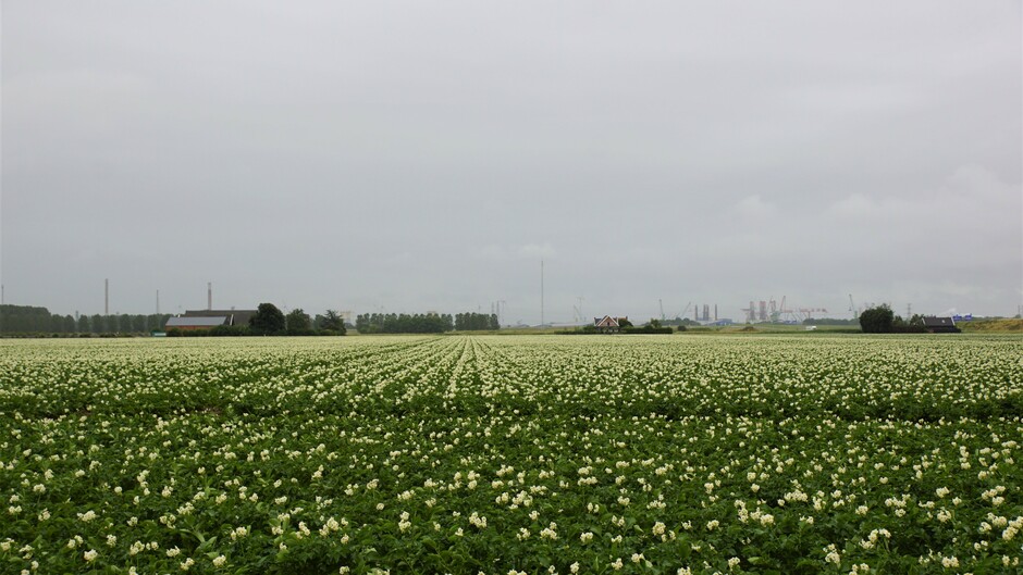 grijs en regenachtig weer 14 gr bloeiend aardappelveld
