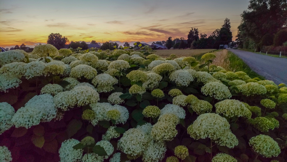 Hortensiabollen in de zonsondergang
