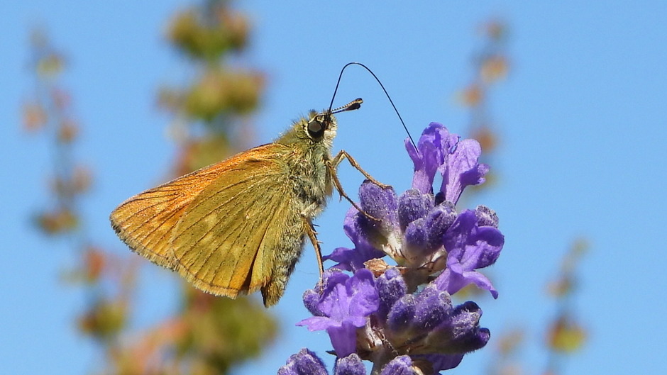 Een Dikkopje vlinder op Lavendel
