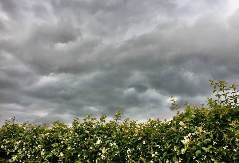 Toscaanse Jasmijn tegen regenwolken.