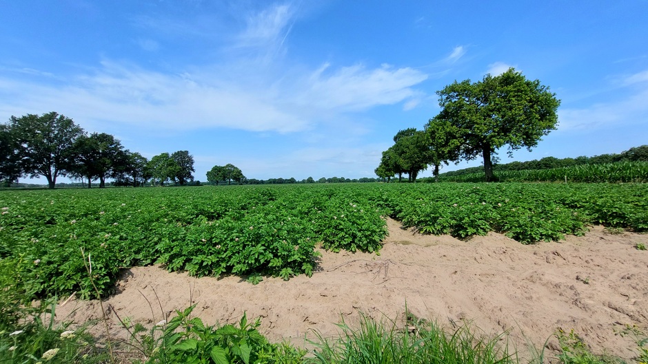 Sluierbewolking,  zon en een aardappelveld 