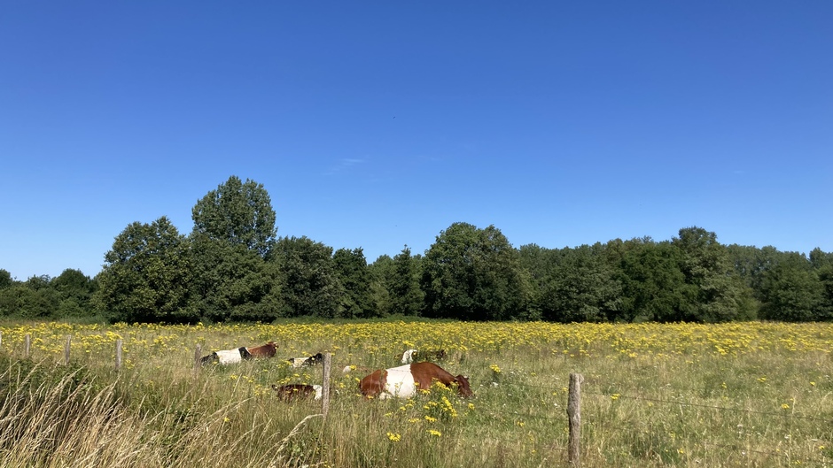 Blauwe lucht, bloemen, zomersweer, koeien in de wei