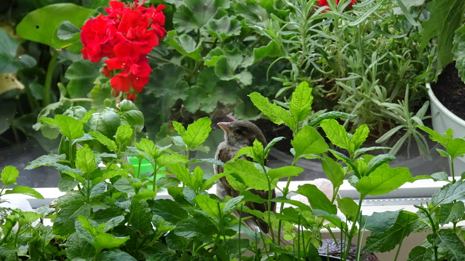 Heggemus is door de open balkondeur naar binnen gevlogen, en geniet bij de kruidenplantjes op de vensterbank van het uitzicht ! 