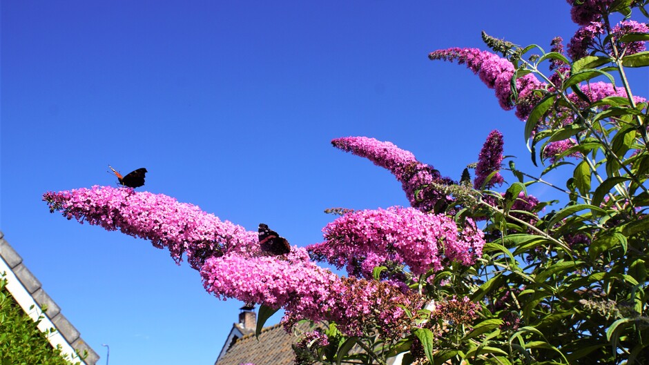 zonnig strak blauwe lucht 22 gr vlinders op vlinderstruik 12.00 uur