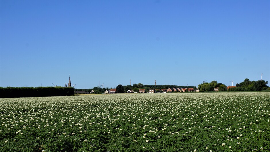 zonnig strak blauwe lucht 22 gr aardappel veld in bloei dorpsgezicht