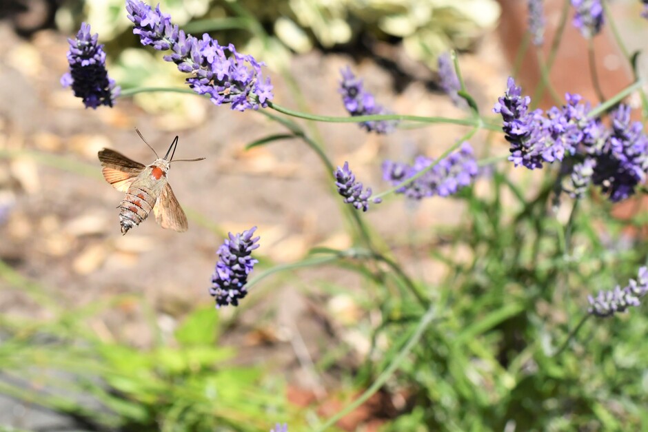 Kolibrievlinder in de tuin op deze mooie zaterdag