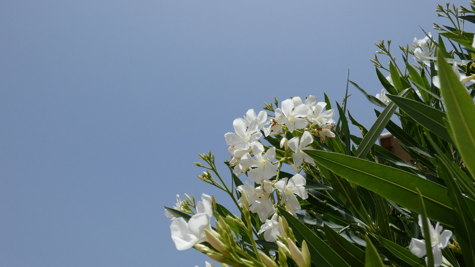 Oleander in bloei bij een prachtige blauwe lucht 