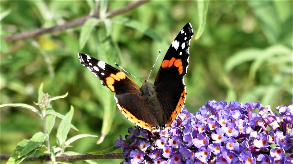 atalantavlinder in de zon op vlinderstruik