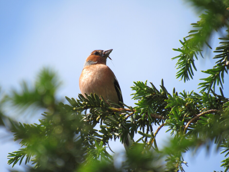 Ieder vogeltje zingt zoals het gebekt is, nou dit vogeltje was heel goed gebekt vanmorgen, het zong z'n hoogste lied, hoog in de boom
