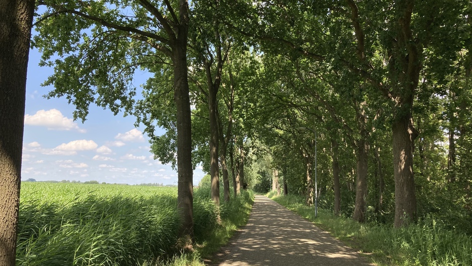 Bomenlaan als grens met Breda.