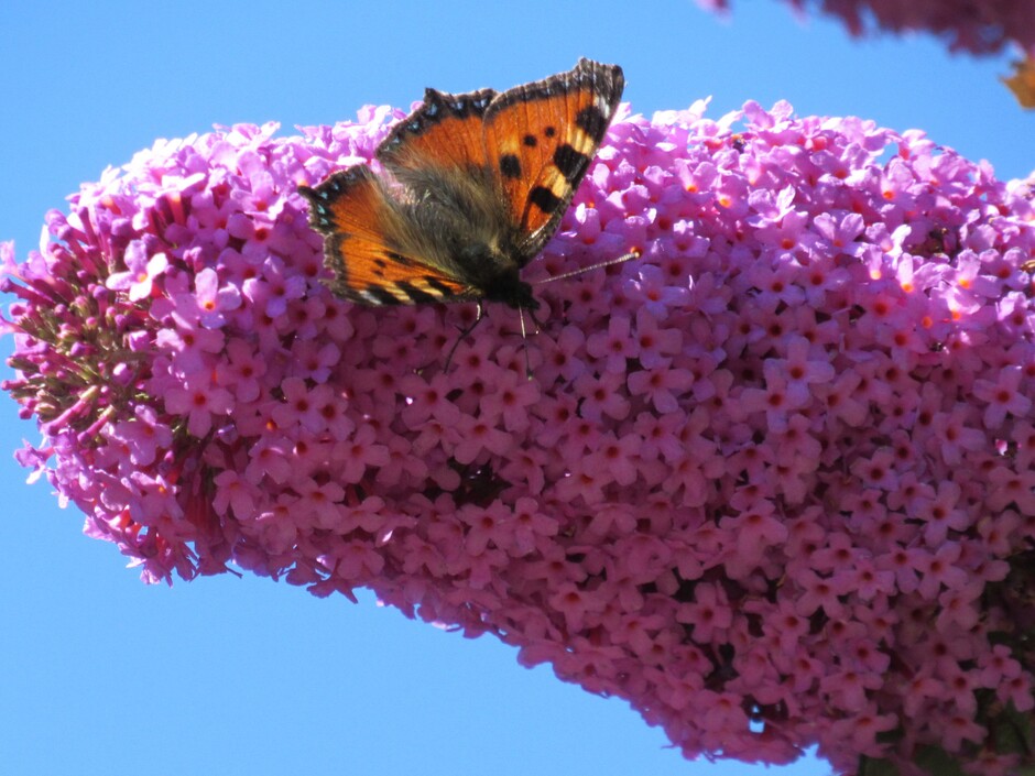 Zonnig en vlinders zoals de Kleine Vos op de heerlijk ruikende vlinderstruik