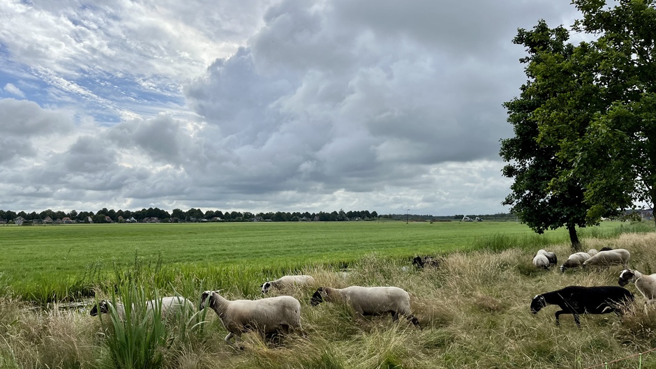 Schoonebeeker heideschapen in het Friese land 