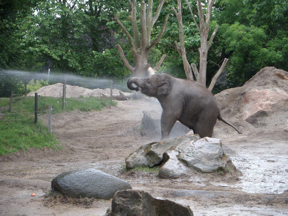 Blijdorp panda Kwina en olifantje Radjik