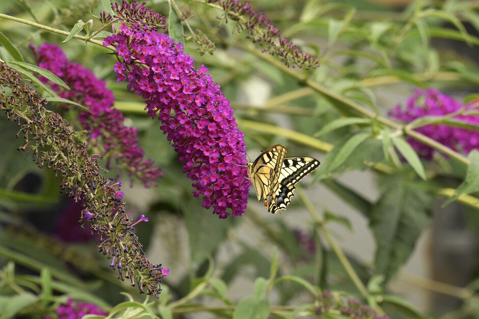 Koninginnenpage. Wat hebben we deze zomer prachtige vlinders in de tuin.