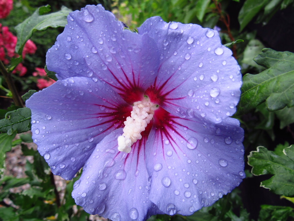 Verfrissende regenbuitjes, goed voor de tuin, de regendruppels zijn te zien op de mooie Hibiscus "Blue Bird"