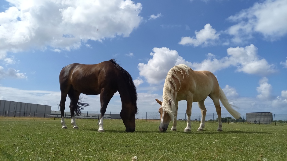 Paarden genietend van Hollandse lucht