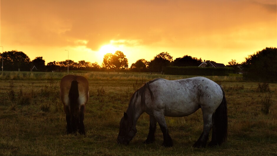 mooie zonsopkomst en veel bewolking 13 gr vanmorgen in de wei met de paarden