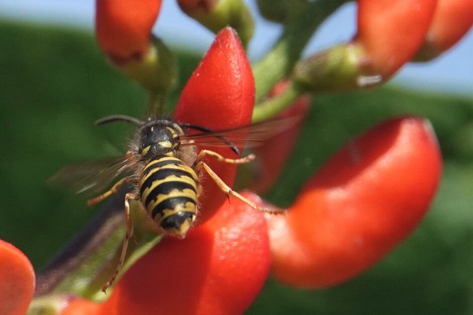 De wespen hebben het druk op de bloemen van de sierpeul