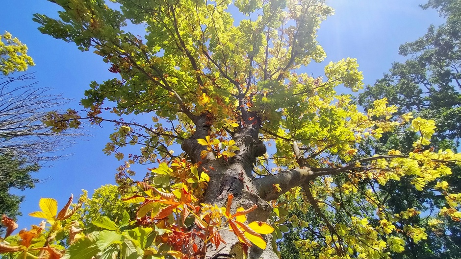 Bomen laten bladeren vallen droogte
