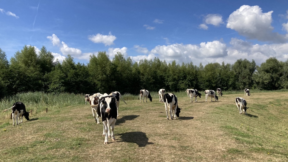 Koeien op de zomerdijk van Breda
