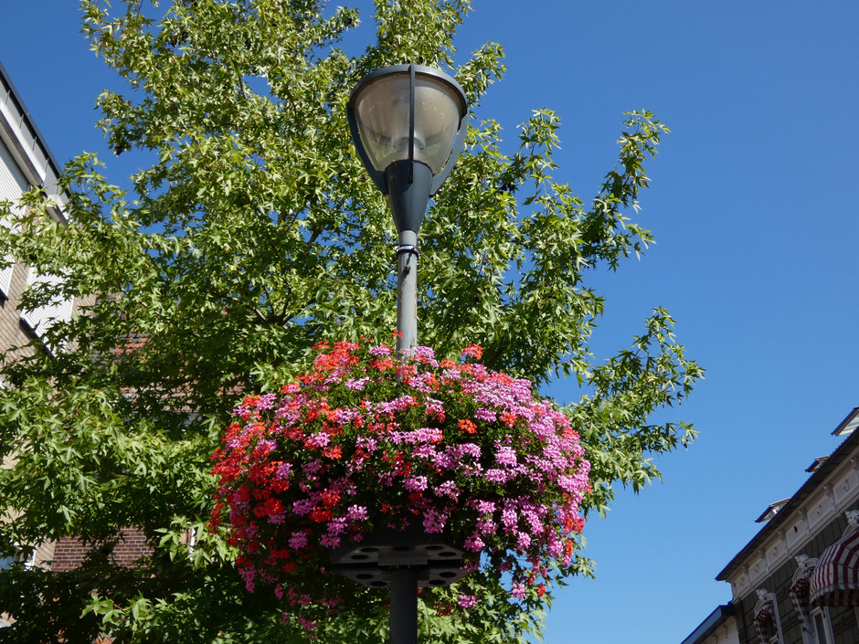 Stralende zomerdag-blauwe lucht, bloemen.