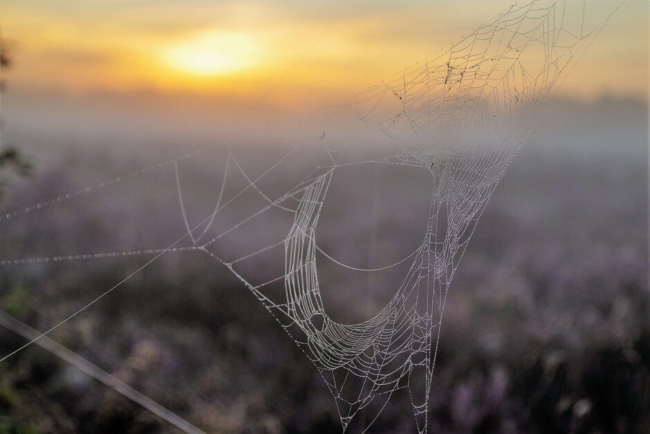 spinnenweb tijdens de zonsopkomst