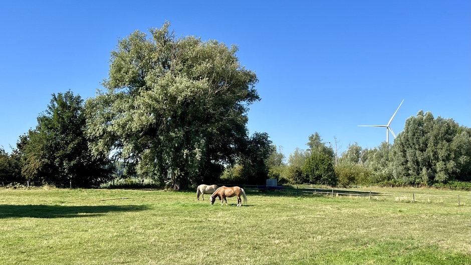 Grazende paarden bij de Oude Maas 