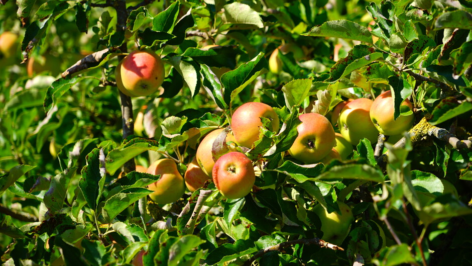 Appels in de volle zon