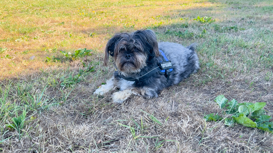 Gizmo zoekt schaduw plekje in het verdorde gras. 