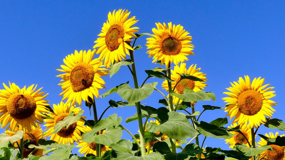 Onbewolkt blauwelucht en zonnig gele zonnebloemen