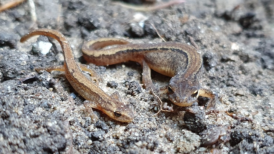 Salamanders in de tuin